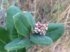 Rhus standleyi