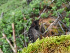 Stereodon plicatulus