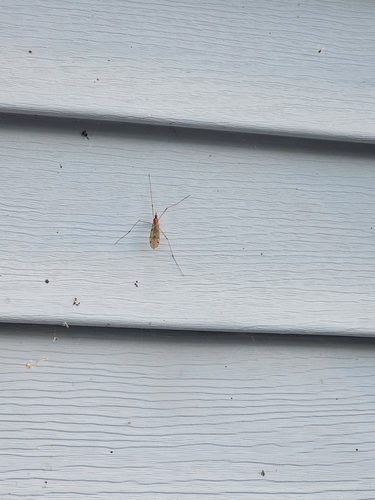 Unknown species found near St Cloud, MN, USA
