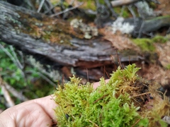 Stereodon plicatulus