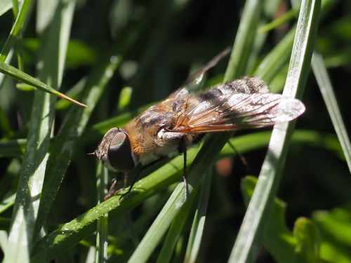 Golfrise Insect Photo 572256977, (c) Leslie S, some rights reserved (CC BY-NC ...