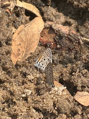 African Babul Blue