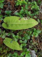 Saussurea dubia