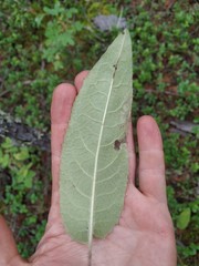 Saussurea dubia