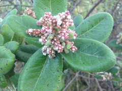 Rhus standleyi