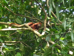 Alouatta macconnelli
