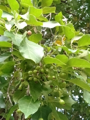 Cordia dichotoma