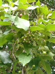 Cordia dichotoma