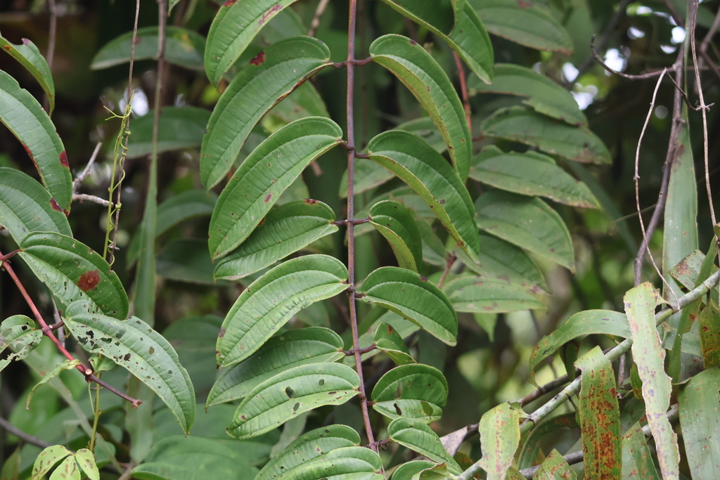 Dissochaeta annulata