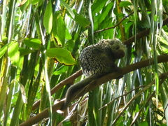 Coendou longicaudatus