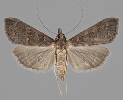Mecyna asinalis