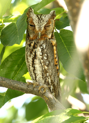 Psiloscops flammeolus