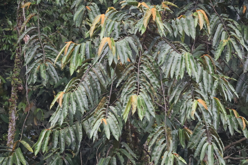 Horsfieldia sylvestris observed 2024-02-23