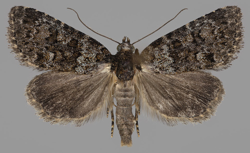 Nyctobrya maderensis