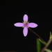 Cleome simplicifolia - Photo no hay derechos reservados, subido por S.MORE