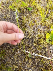 Spiranthes lacera lacera