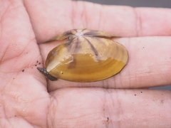 Psammobiidae