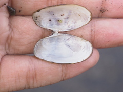 Psammobiidae