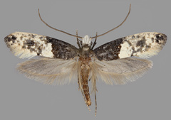 Trichophaga tapetzella