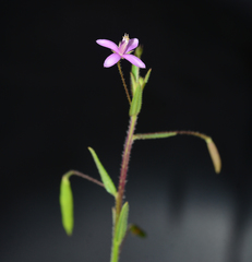 Cleome simplicifolia