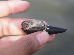 Saccostrea cuccullata