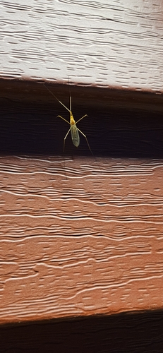 Unknown species found near Lodi, WI 53555, USA
