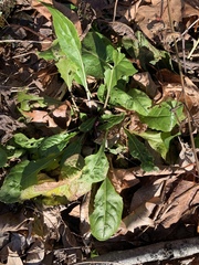 Hesperis matronalis