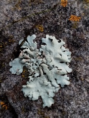 Parmelina