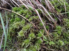 Sphagnum tundrae