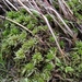 Sphagnum Subg. Squarrosa - Photo (c) Alexey P. Seregin, some rights reserved (CC BY-NC), uploaded by Alexey P. Seregin