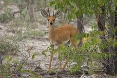 Raphicerus campestris steinhardti