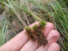 Sphagnum tundrae