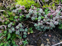 Sedum pallidum