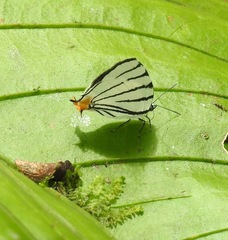 Arawacus leucogyna