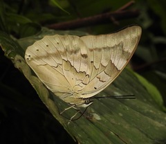 Archaeoprepona camilla