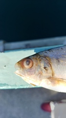 Nematalosa japonica