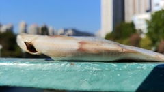 Nematalosa japonica