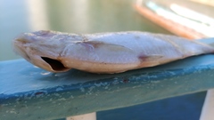 Nematalosa japonica