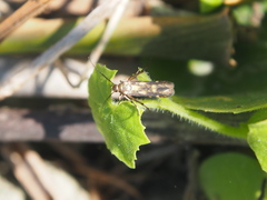 Eretmocera impactella
