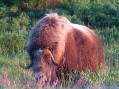 Ovibos moschatus