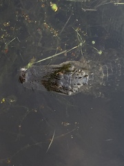 Alligator mississippiensis