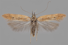 Dichomeris acuminatus