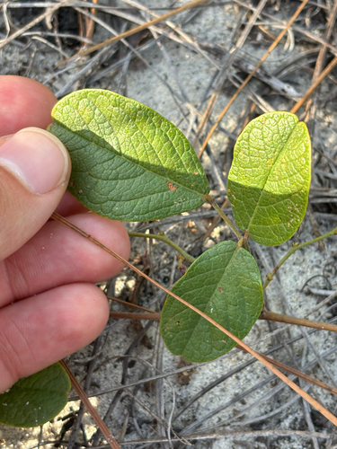 Florida Milkpea (Galactia floridana)
