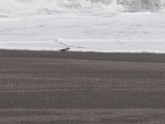 Charadrius javanicus