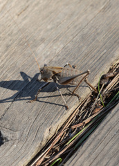 Thyreonotus corsicus