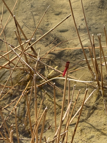 Broad Scarlet