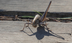 Thyreonotus corsicus