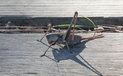 Thyreonotus corsicus