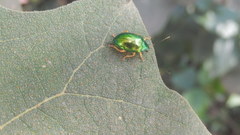 Colaspis laeta