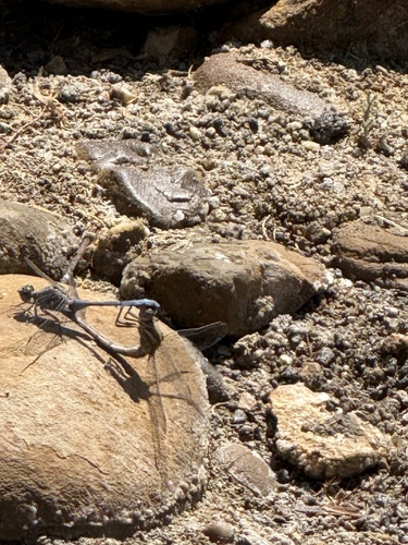 Epaulet Skimmer